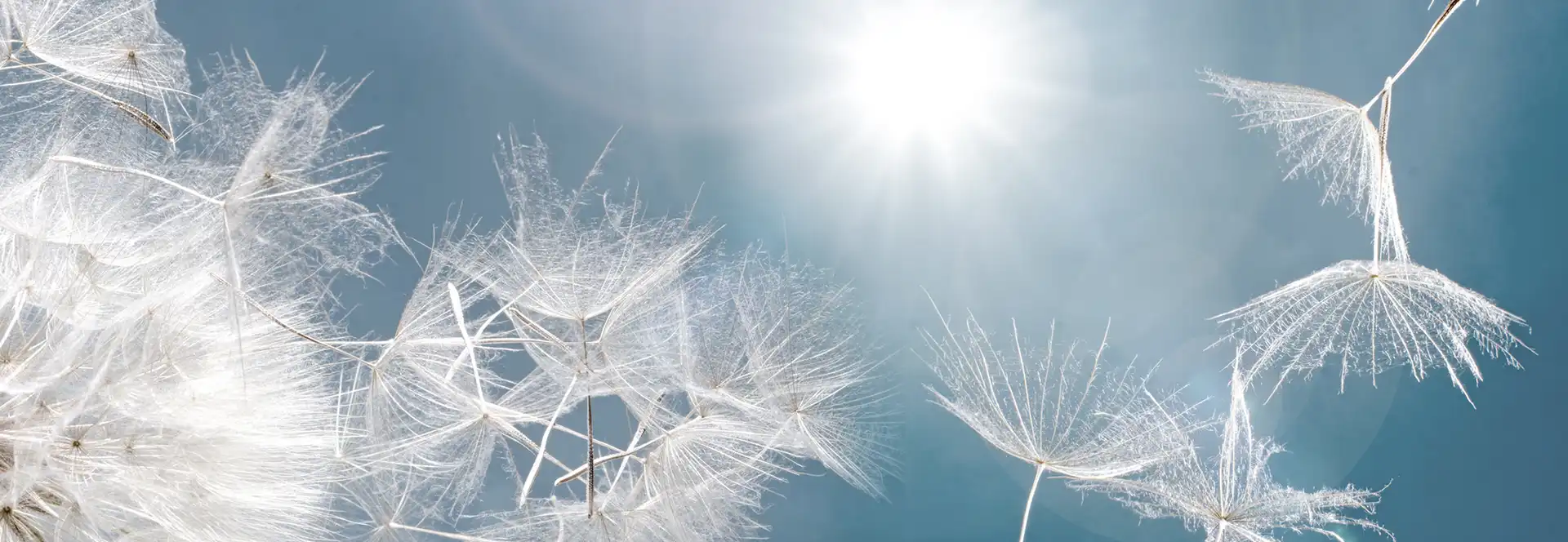 Einzelne Pusteblumen im Sonnenlicht