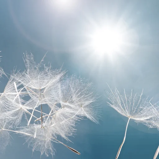 Einzelne Pusteblumen im Sonnenlicht